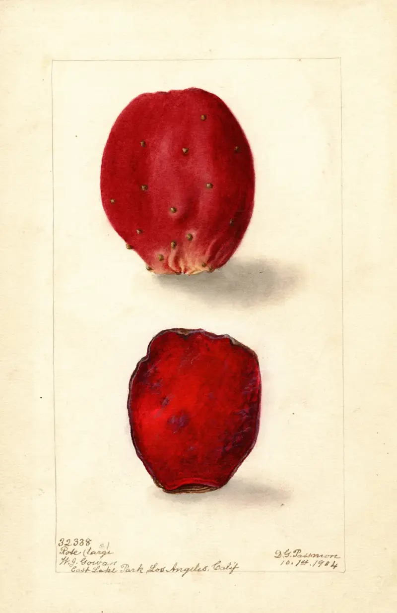 Opuntia: Rose Prickly Pear av Deborah Griscom Passmore