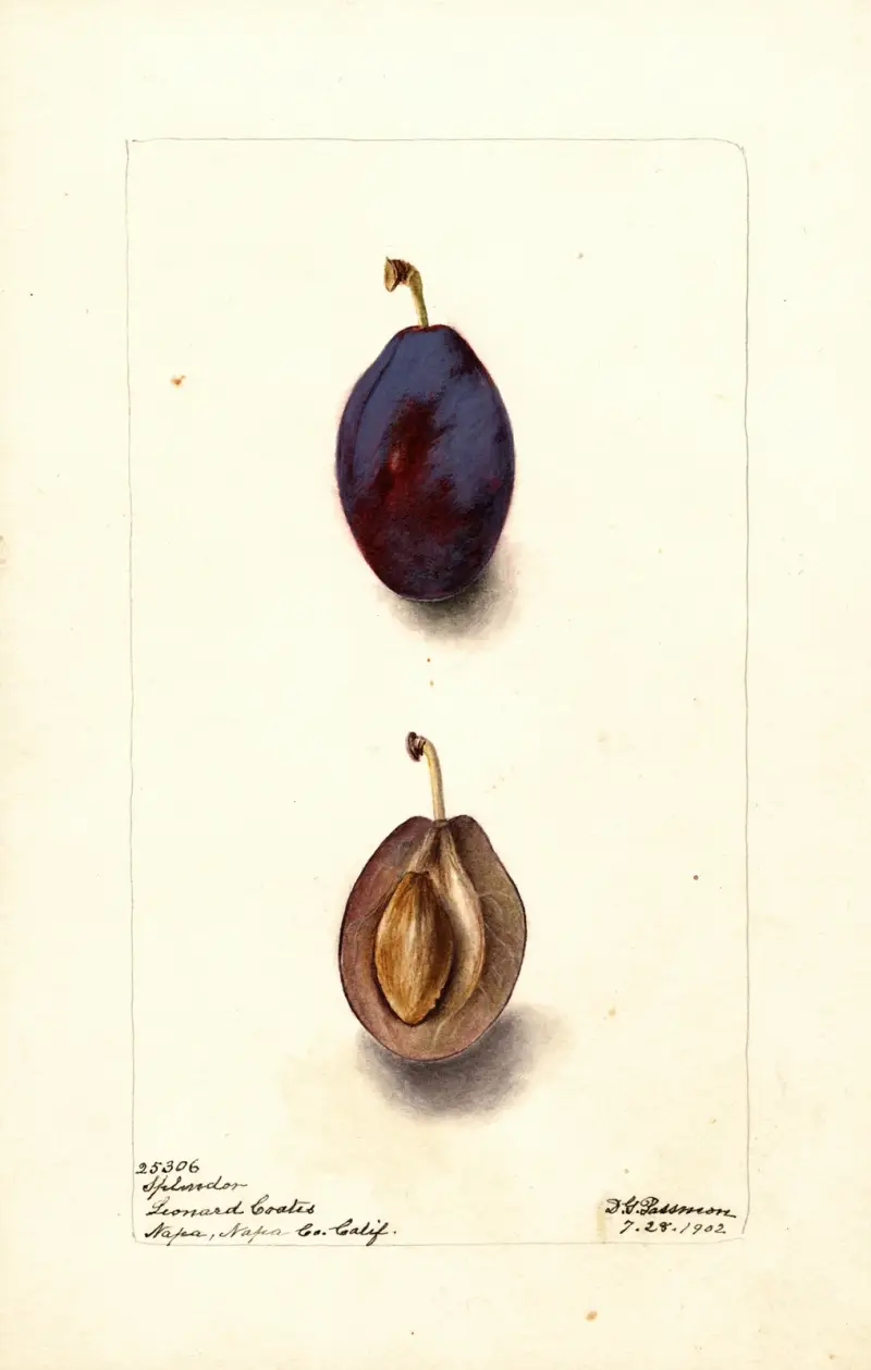 Prunus domestica: Splendor av Deborah Griscom Passmore