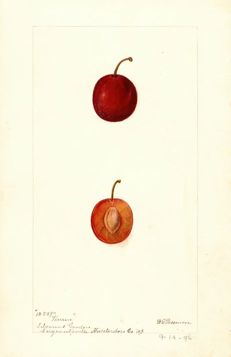 Prunus domestica: Warren, Deborah Griscom Passmore