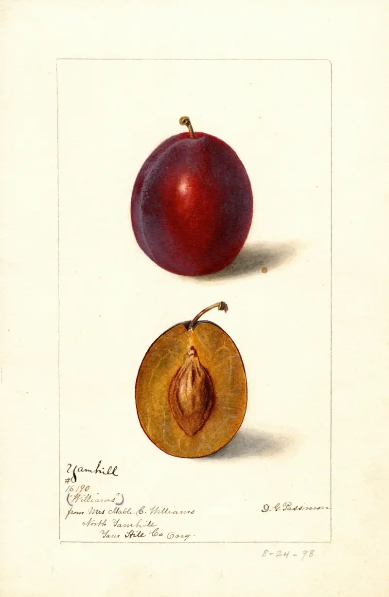 Prunus domestica: Yamhill, Deborah Griscom Passmore