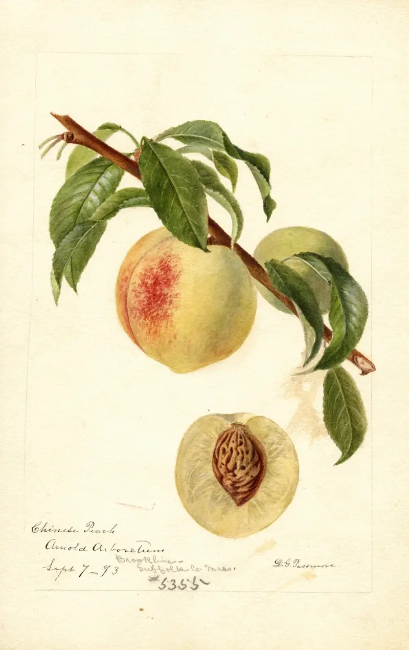 Prunus persica: Chinese av Deborah Griscom Passmore