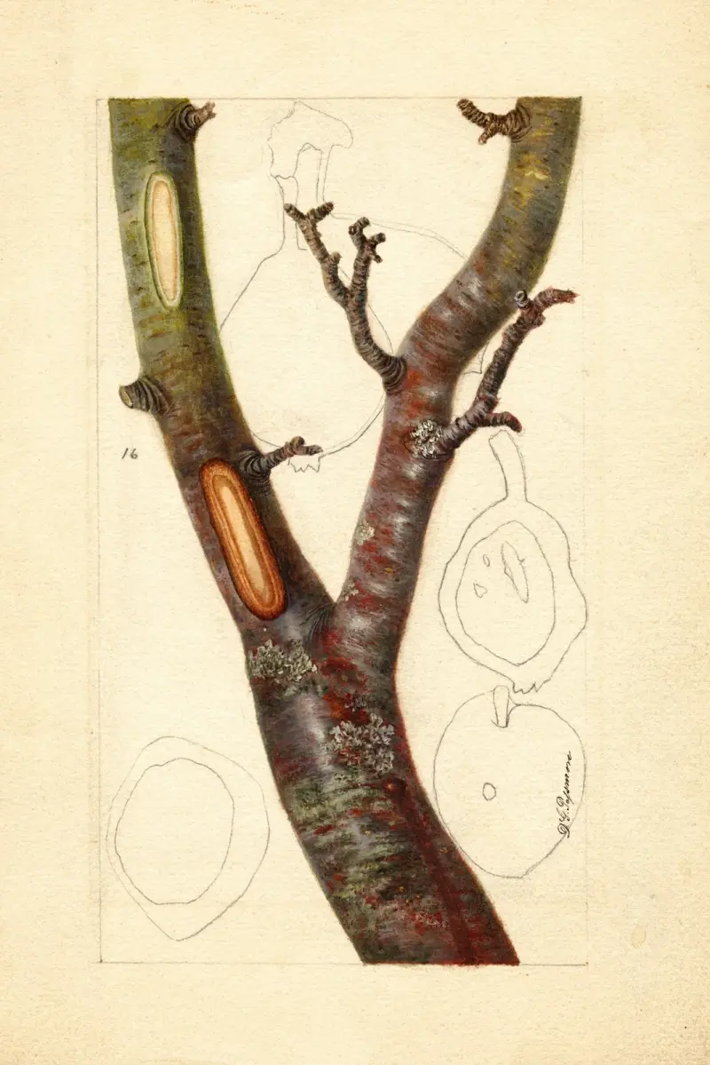 Pyrus communis: Howell, Deborah Griscom Passmore