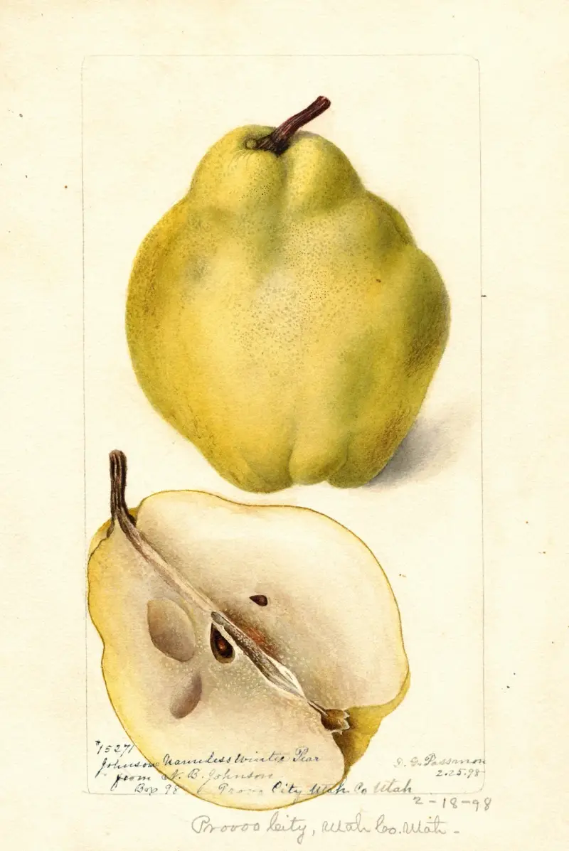 Pyrus communis: Johnsons Nameless Winter, Deborah Griscom Passmore
