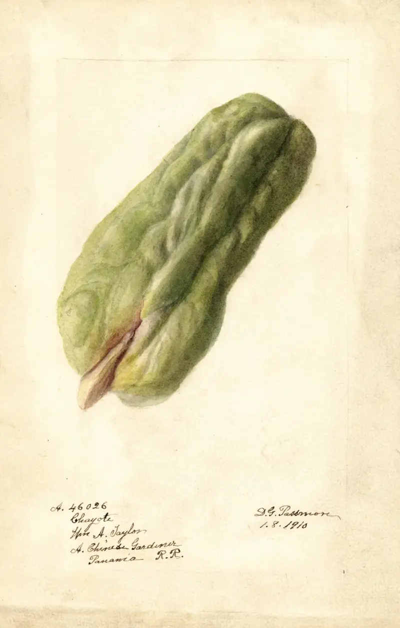 Sechium edule av Deborah Griscom Passmore