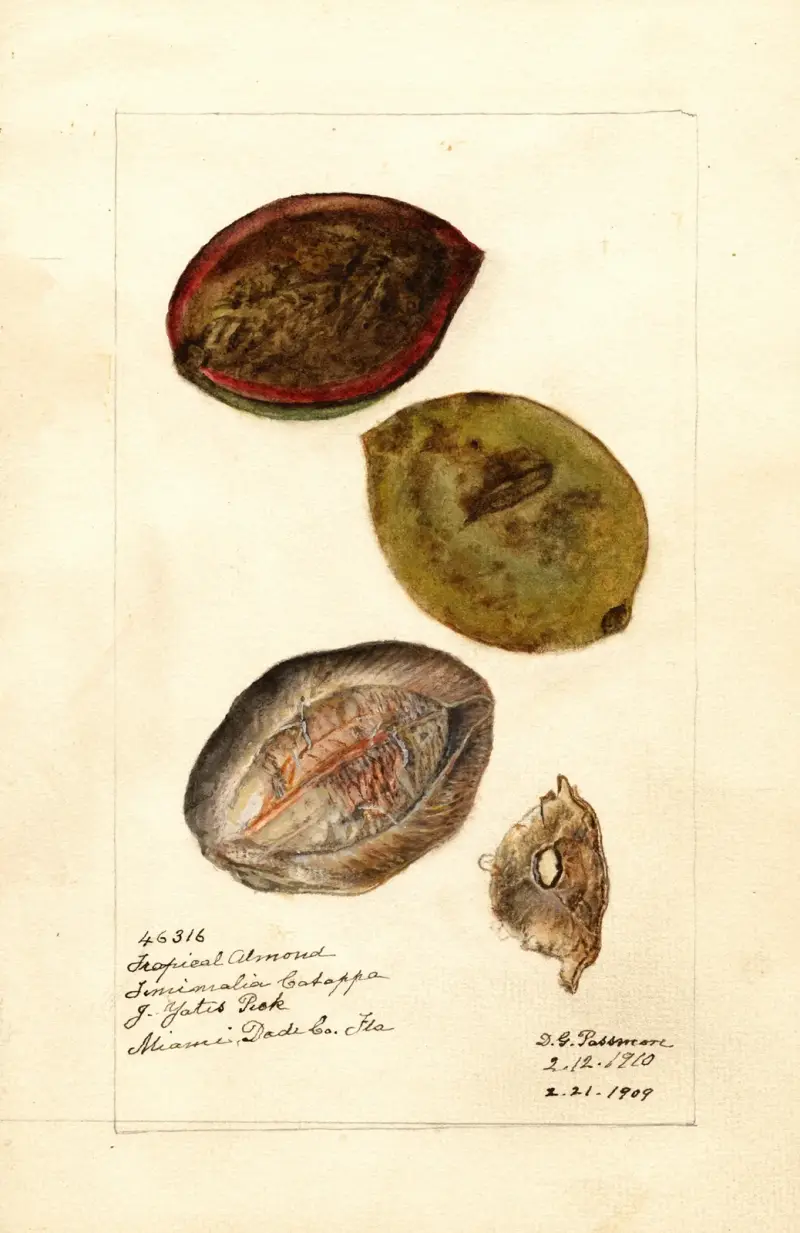 Terminalia catappa av Deborah Griscom Passmore