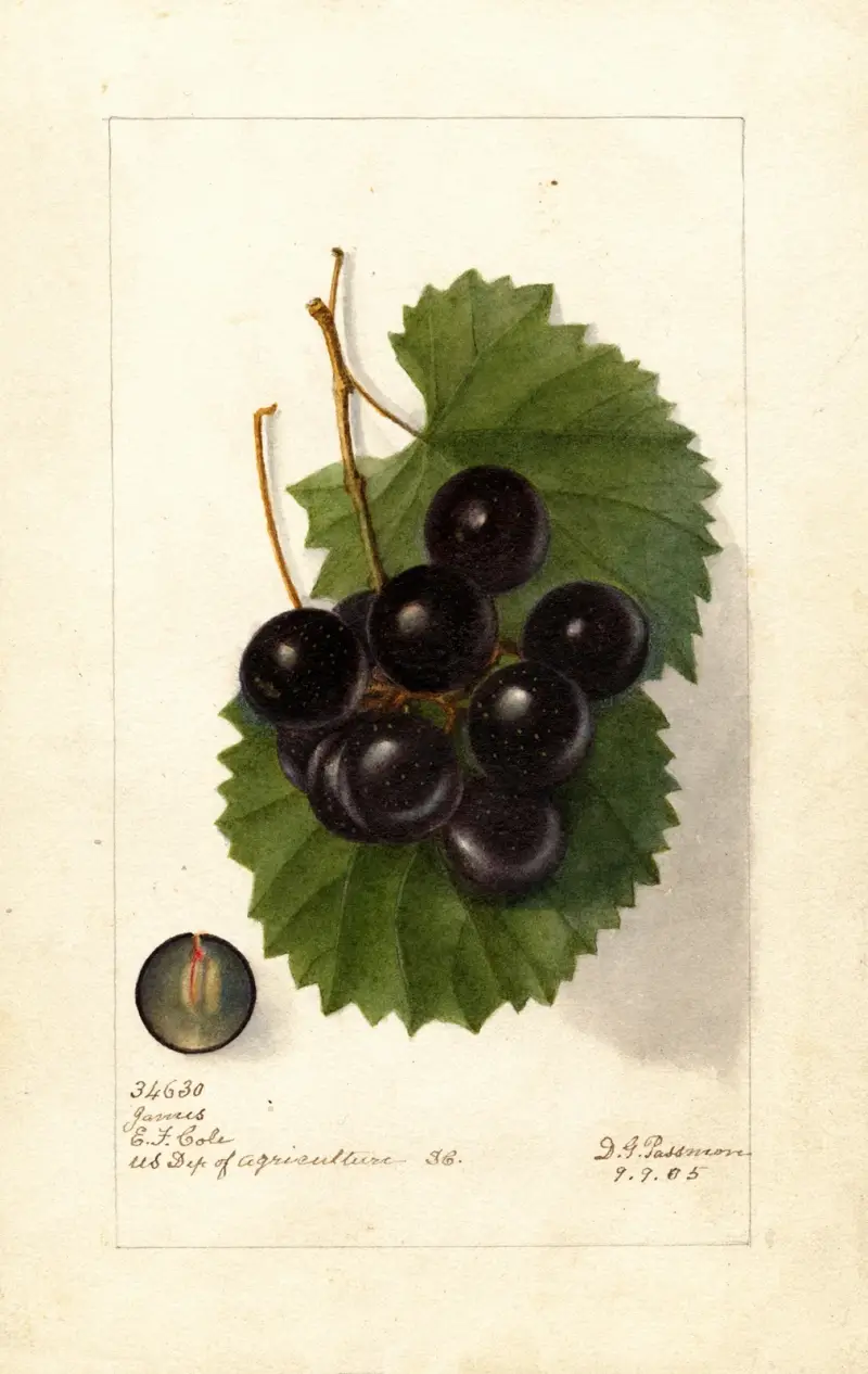 Vitis: James, Deborah Griscom Passmore