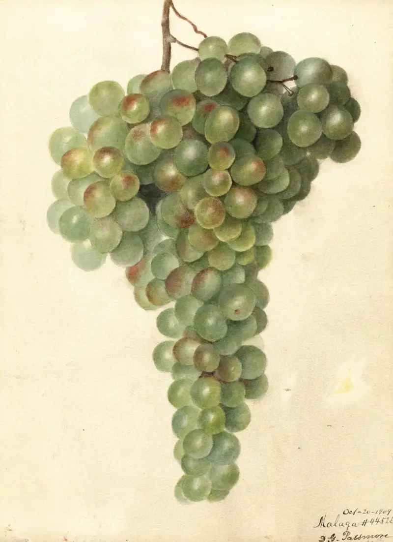 Vitis: Malaga, Deborah Griscom Passmore