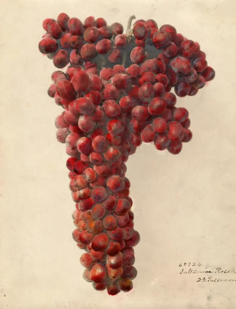 Vitis: Sultanina Rosea – nr 1, Deborah Griscom Passmore