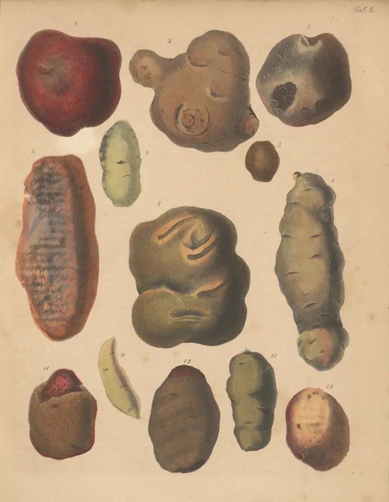 Deutschlands Feld- und Gartengewächse Pl. 02 von Carl Gustav Calwer