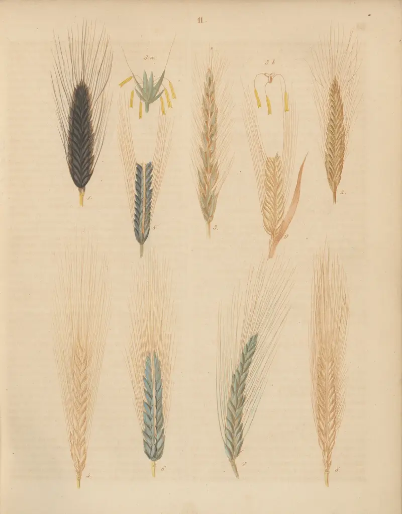 Niemieckie rośliny polne i ogrodowe, tabl. 11, Carl Gustav Calwer