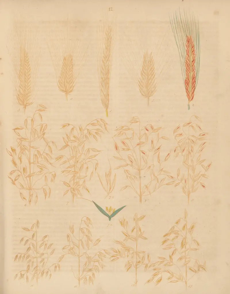 Niemieckie rośliny polne i ogrodowe, tabl. 12, Carl Gustav Calwer