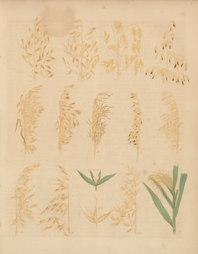 Deutschlands Feld- und Gartengewächse Pl. 13 von Carl Gustav Calwer