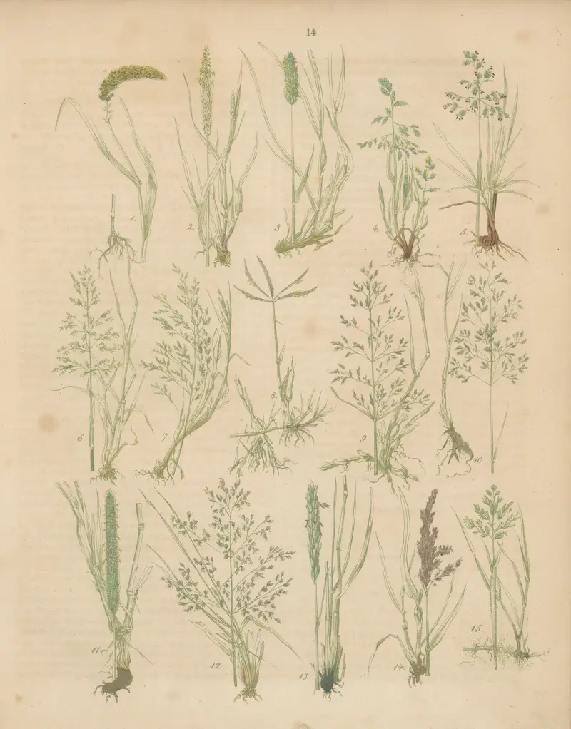 Niemieckie rośliny polne i ogrodowe, tabl. 14, Carl Gustav Calwer