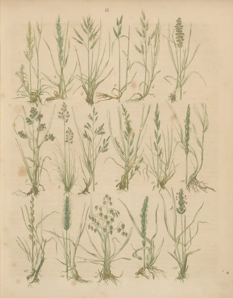 Deutschlands Feld- und Gartengewächse Pl. 15 von Carl Gustav Calwer