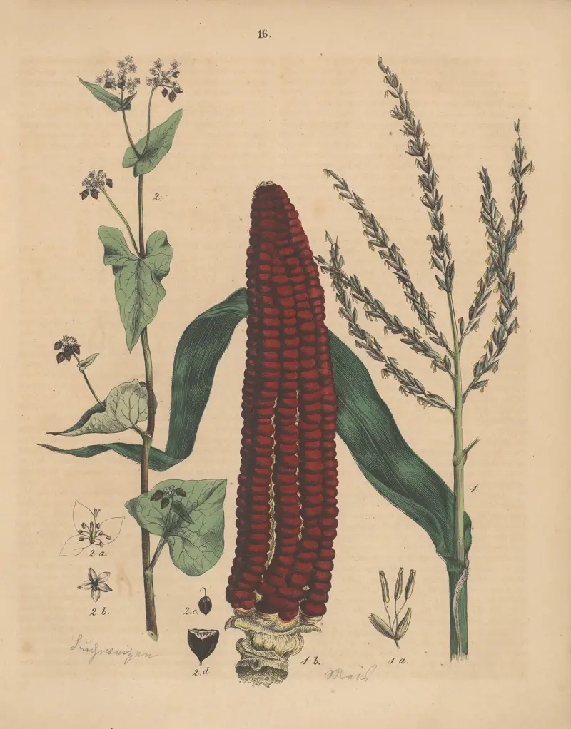 Niemieckie rośliny polne i ogrodowe, plansza 16, Carl Gustav Calwer