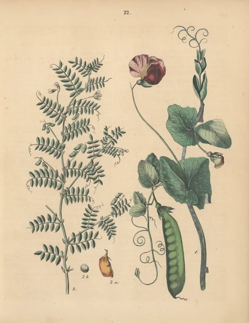 Deutschlands Feld- und Gartengewächse Pl. 22 von Carl Gustav Calwer