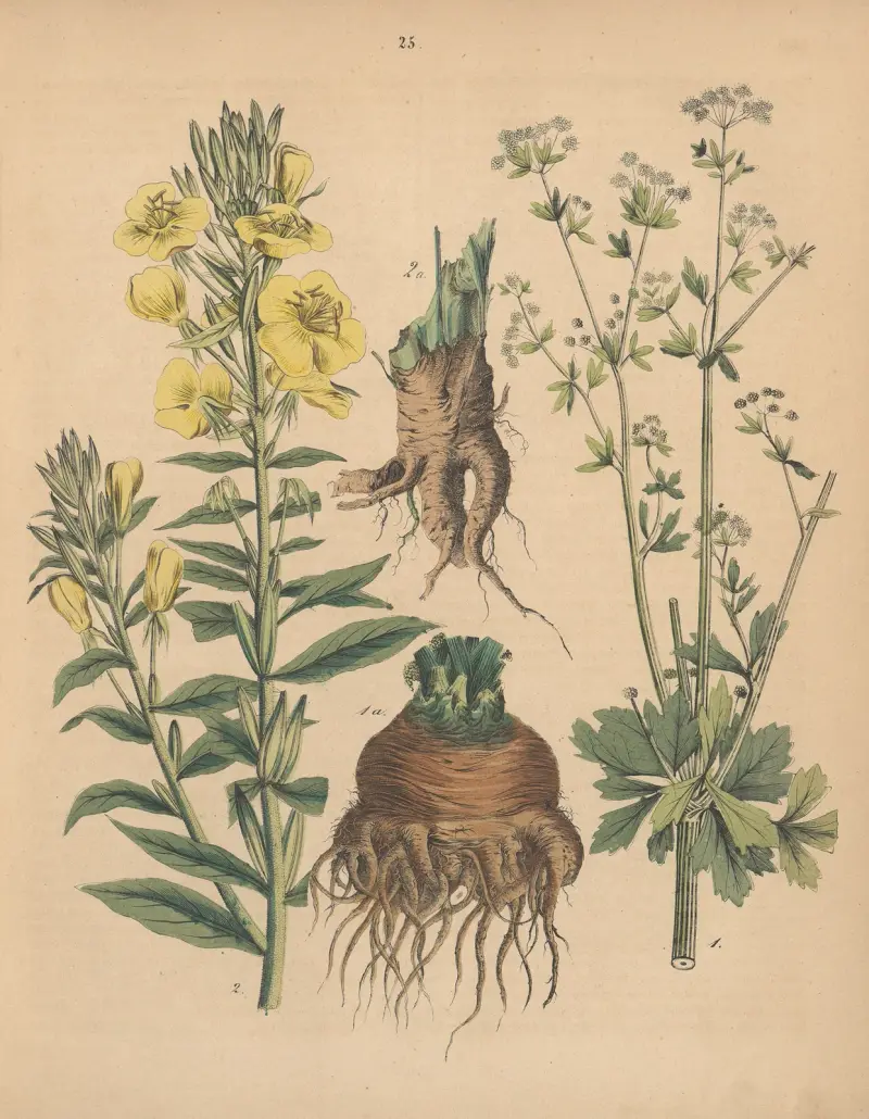 Deutschlands Feld- und Gartengewächse Pl.25 av Carl Gustav Calwer