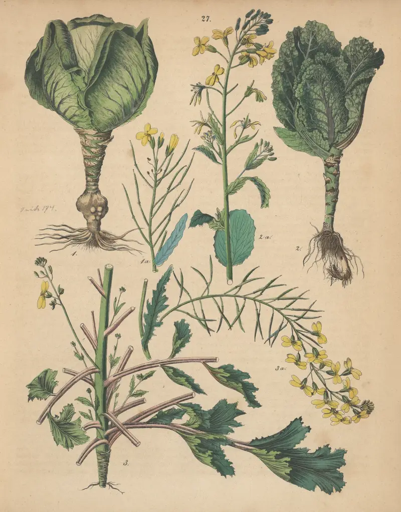 Deutschlands Feld- und Gartengewächse Pl.27 av Carl Gustav Calwer