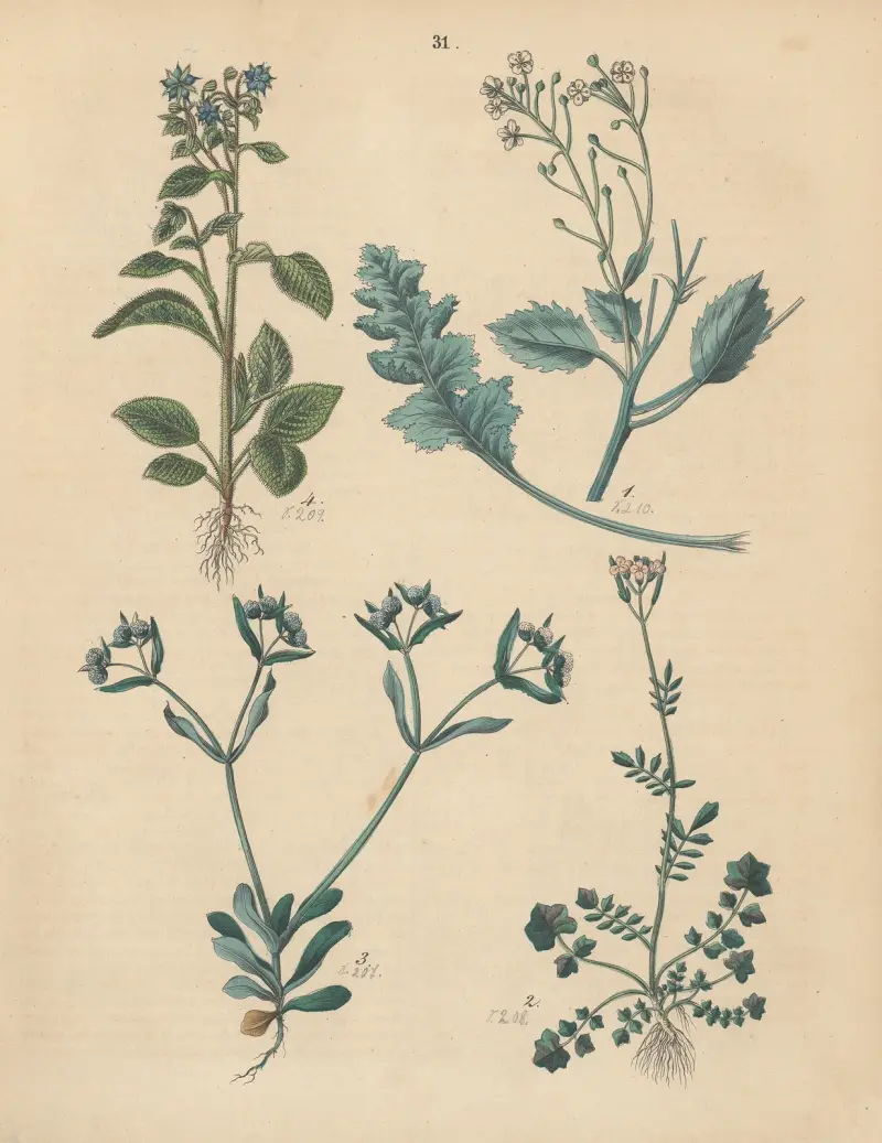 Deutschlands Feld- und Gartengewächse Pl.31 av Carl Gustav Calwer