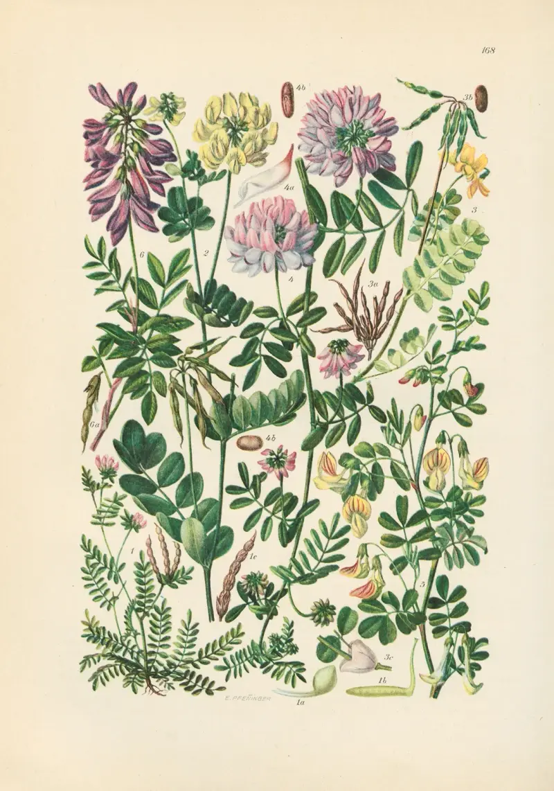 Illustrerad flora över Centraleuropa, plansch 168 av Gustav Hegi