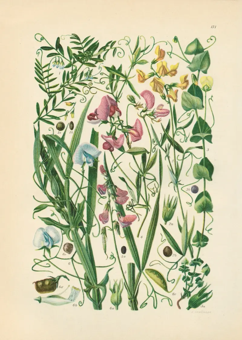 Illustrerad flora över Centraleuropa, plansch 171 av Gustav Hegi
