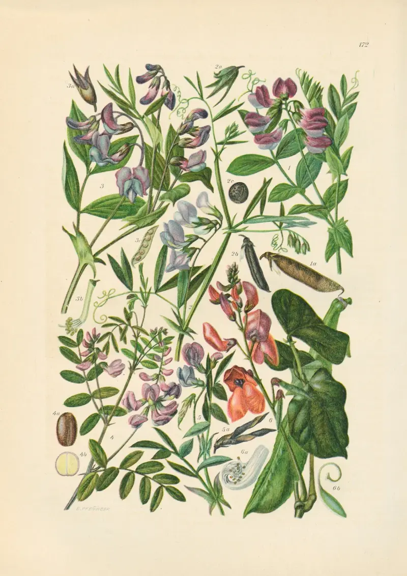 Illustrerad flora över Centraleuropa, plansch 172 av Gustav Hegi