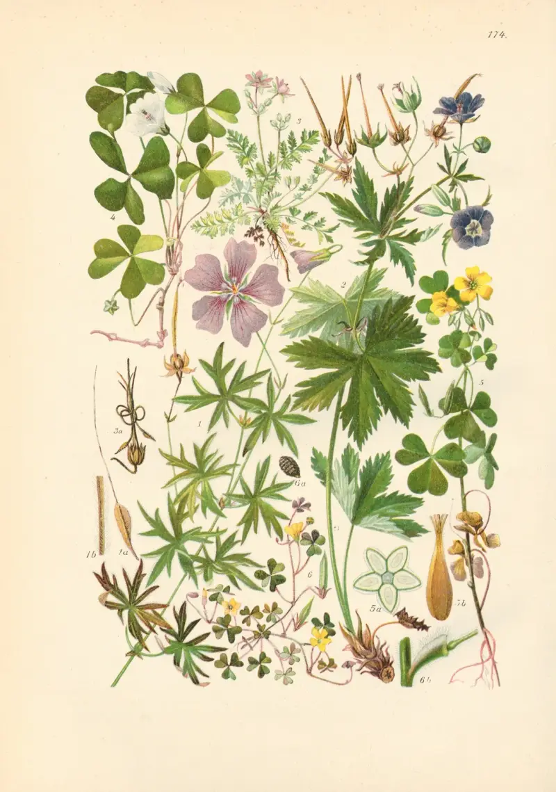 Illustrerad flora över Centraleuropa, plansch 174 av Gustav Hegi
