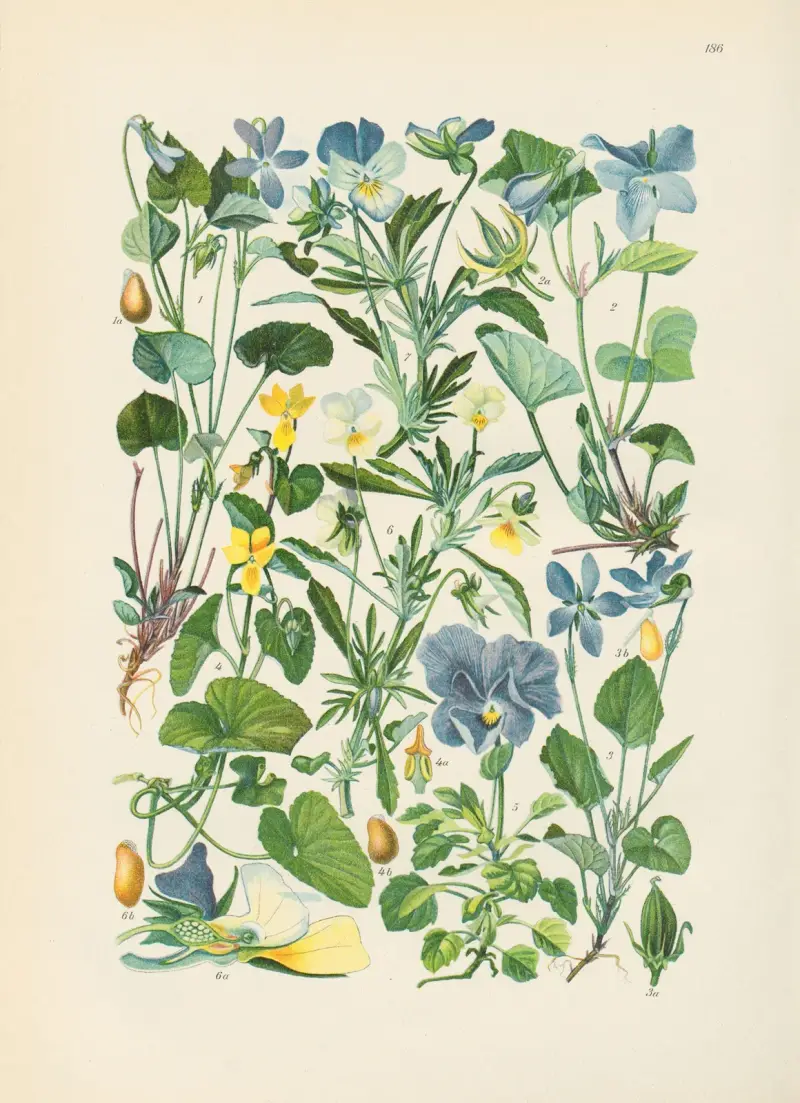 Illustrerad flora över Centraleuropa, plansch 186 av Gustav Hegi