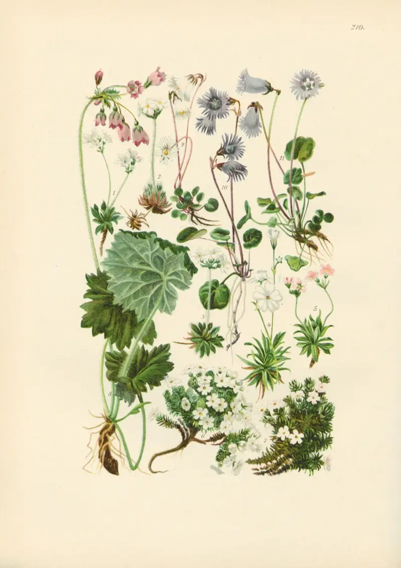 Illustrerad flora över Centraleuropa, plansch 210 av Gustav Hegi