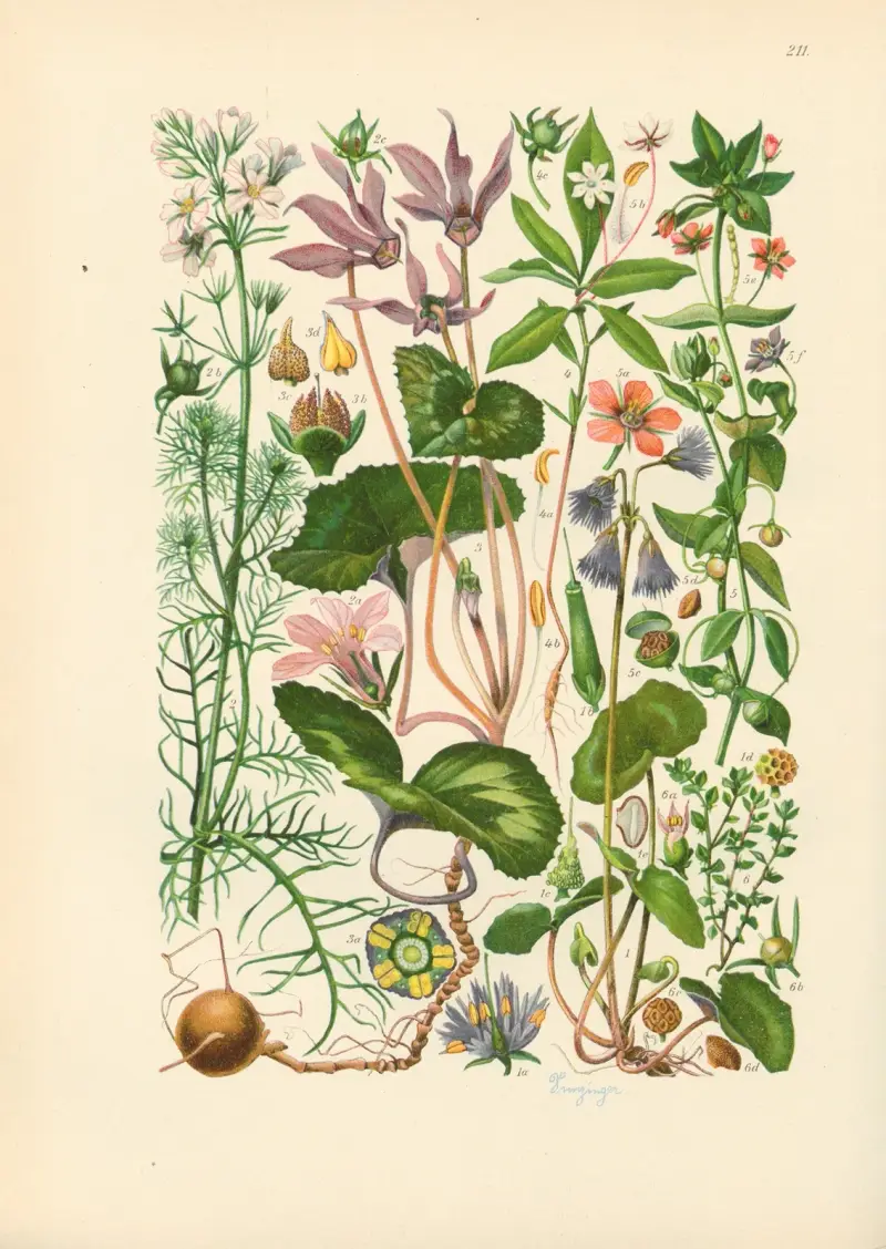Illustrerad flora över Centraleuropa, plansch 211 av Gustav Hegi
