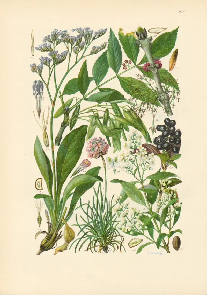 Illustrerad flora över Centraleuropa, plansch 213 av Gustav Hegi