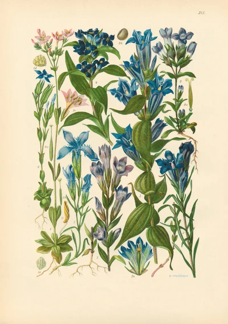 Ilustrowana flora Europy Środkowej, tabl. 215, Gustav Hegi