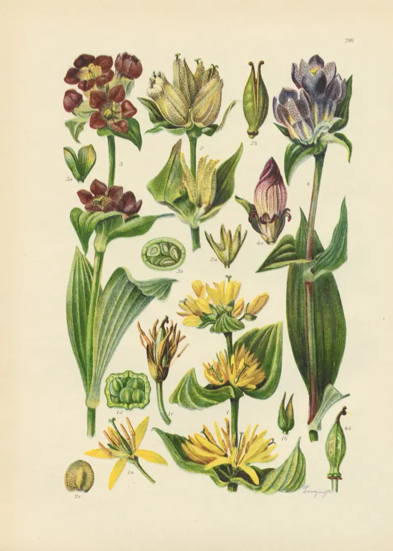 Illustrierte Flora von Mitteleuropa Taf. 216 von Gustav Hegi
