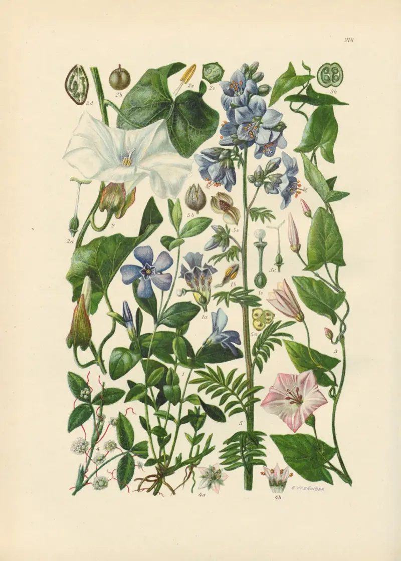 Illustrierte Flora von Mitteleuropa Pl. 218 von Gustav Hegi