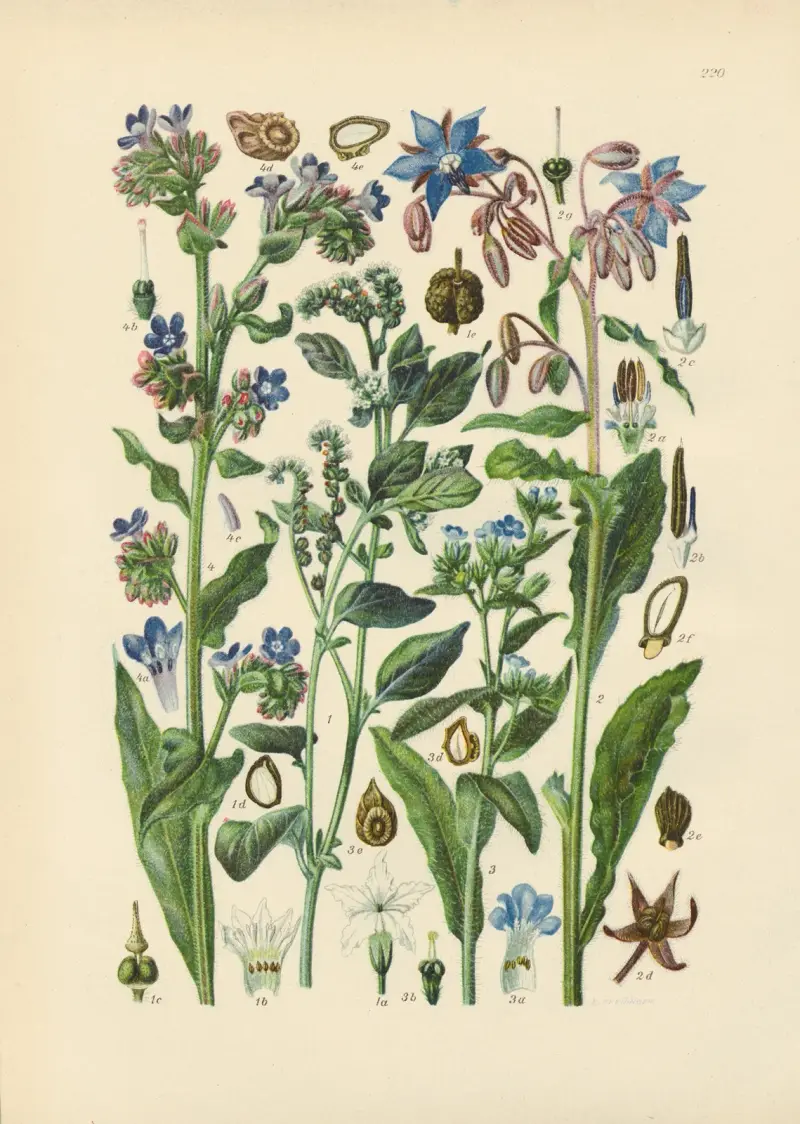 Illustrierte Flora von Mitteleuropa Pl. 220 von Gustav Hegi