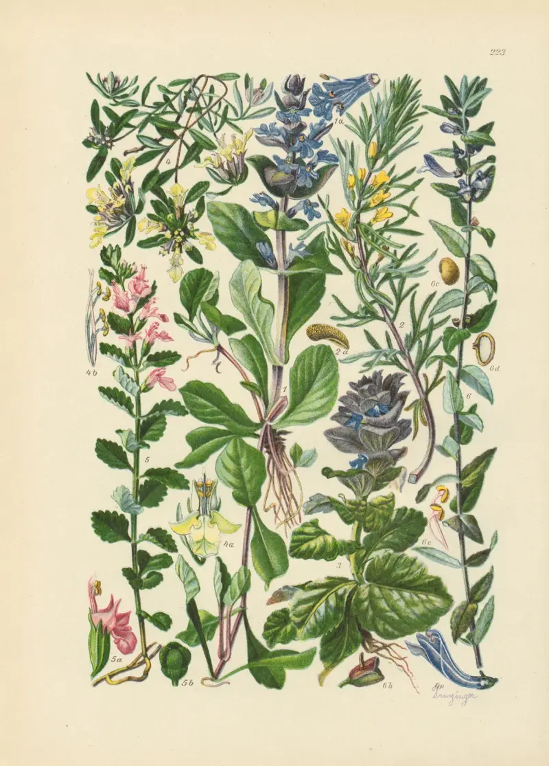 Illustrerad flora över Centraleuropa, plansch 223 av Gustav Hegi