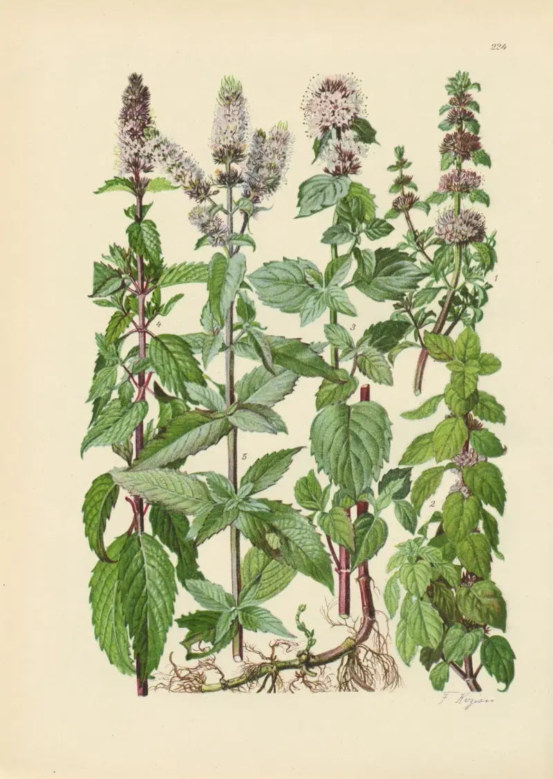 Illustrierte Flora von Mitteleuropa Tafel 224 von Gustav Hegi
