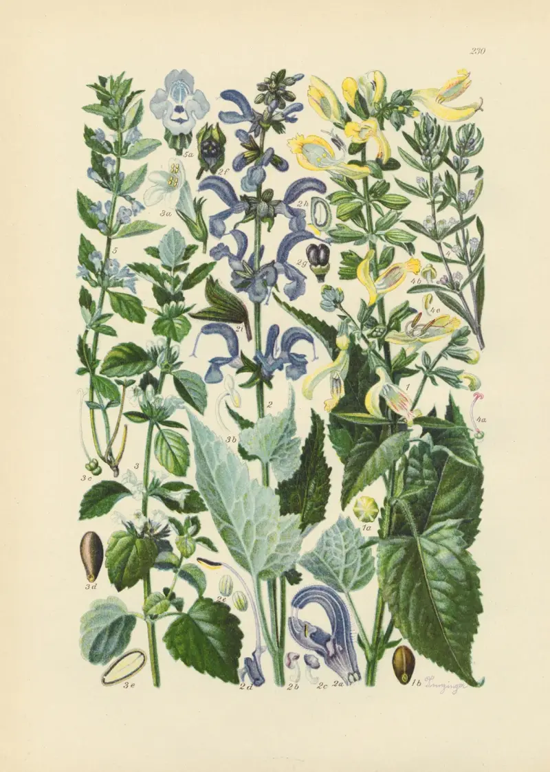 Illustrerad flora över Centraleuropa, plansch 230 av Gustav Hegi