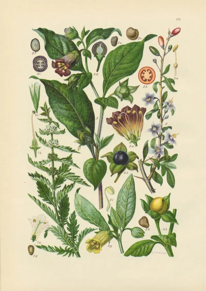 Illustrerad flora över Centraleuropa, plansch 231 av Gustav Hegi