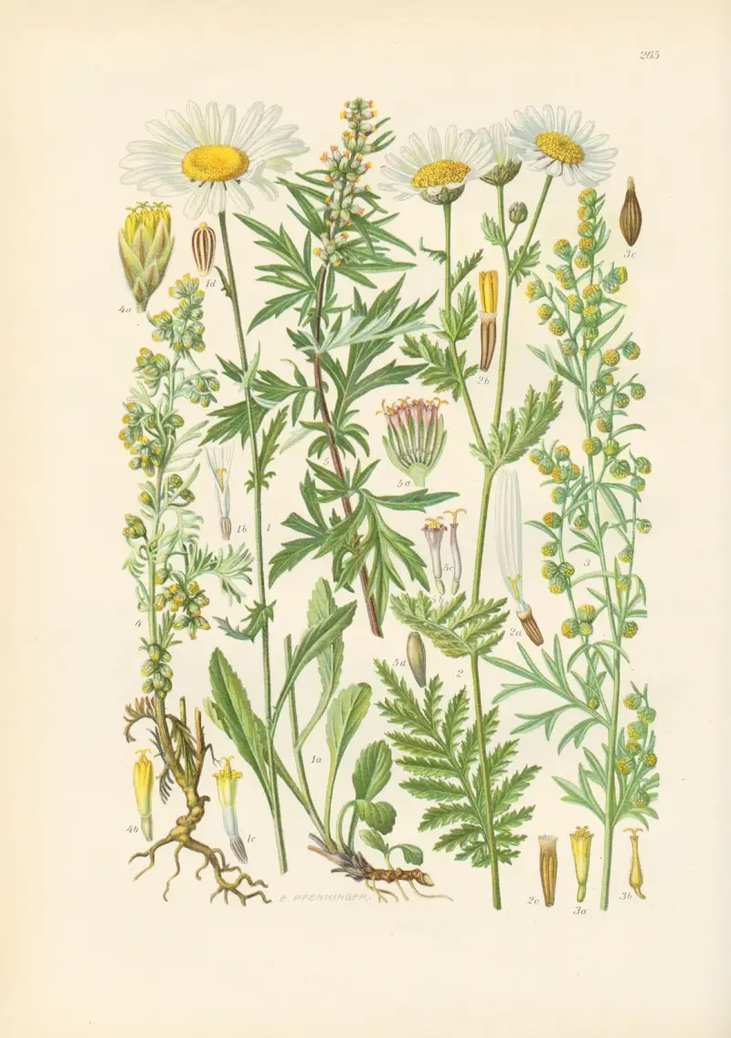 Illustrerad flora över Centraleuropa, plansch 265 av Gustav Hegi