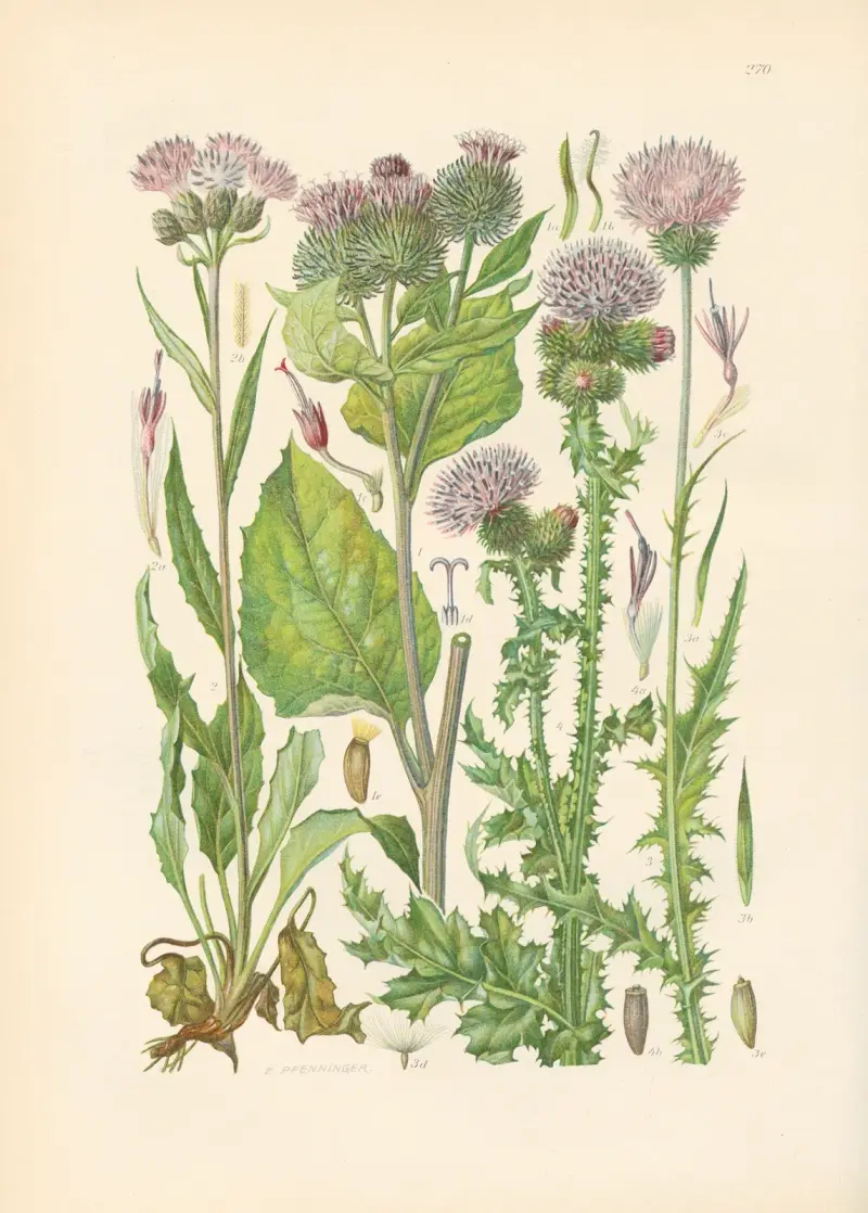 Illustrierte Flora von Mitteleuropa Pl.270 av Gustav Hegi