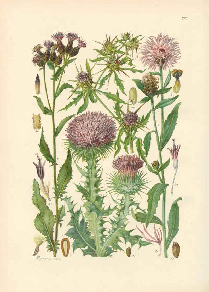 Illustrerad flora över Centraleuropa, plansch 272 av Gustav Hegi