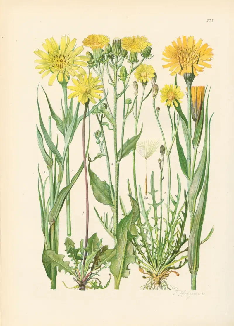 Illustrerad flora över Centraleuropa, plansch 275 av Gustav Hegi