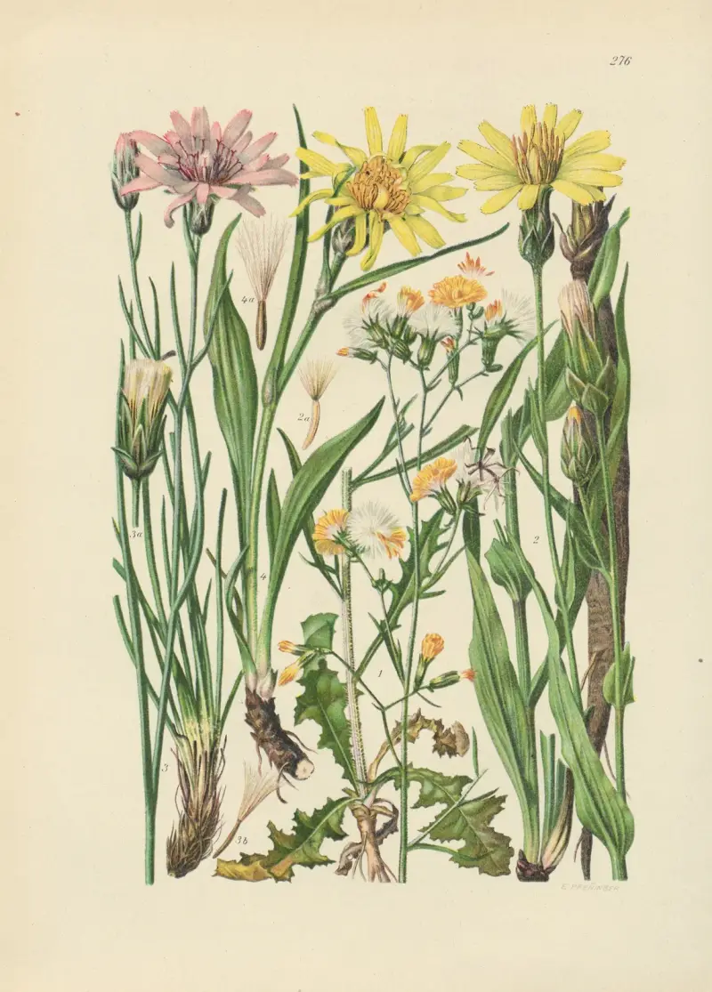 Illustrerad flora över Centraleuropa, plansch 276 av Gustav Hegi