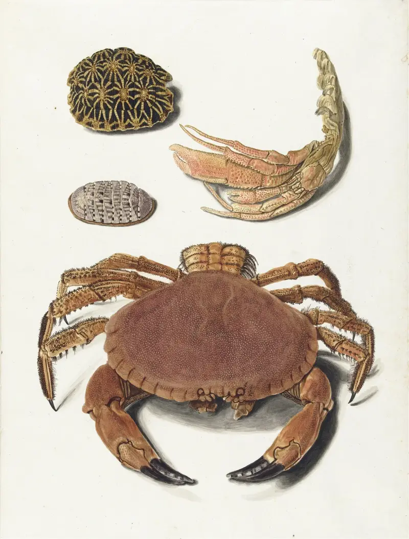 Ein Krebs, eine Krebsschere und zwei Schildkrötenpanzer von Johann Gustav Hoch