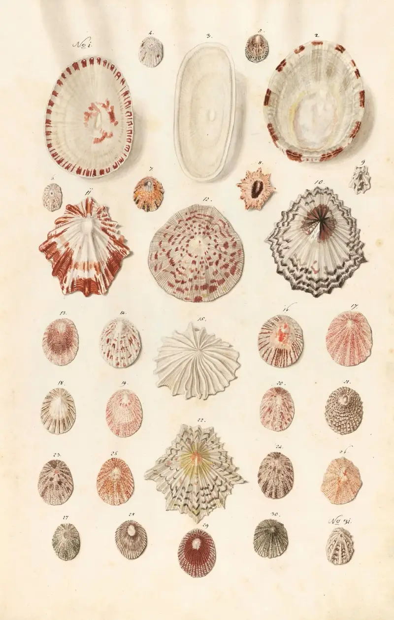 Snäckor ur hertigarna av Württembergs samling, plansch 2 av Johann Gustav Hoch