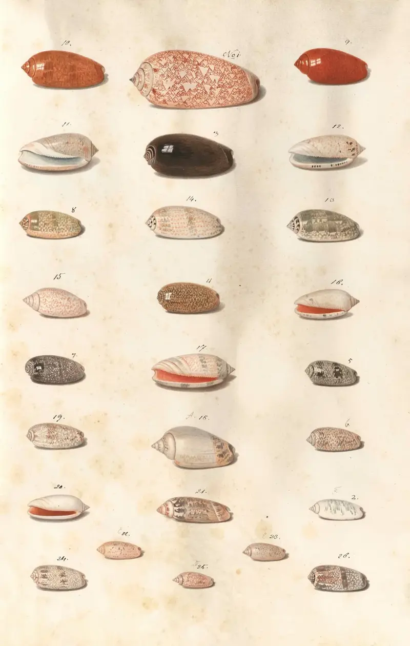 Snäckor ur hertigarna av Württembergs samling, pl. 8 av Johann Gustav Hoch