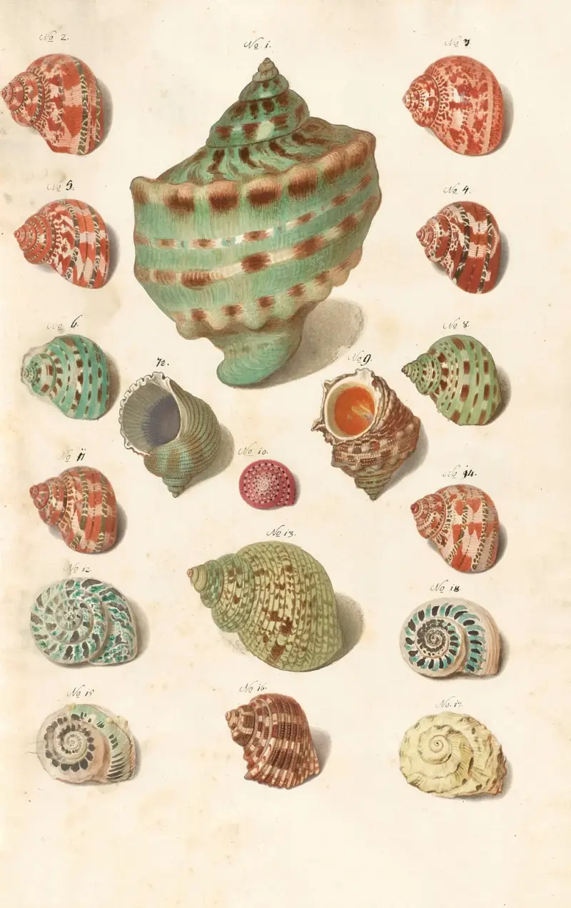 Muscheln aus der Sammlung der Herzöge von Württemberg, Taf. 12 von Johann Gustav Hoch