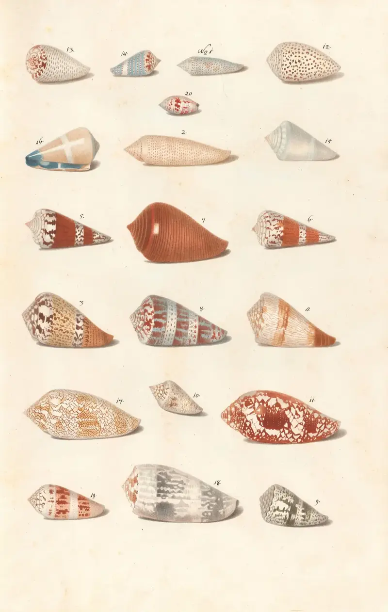 Muscheln aus der Sammlung der Herzöge von Württemberg, Taf. 17 von Johann Gustav Hoch
