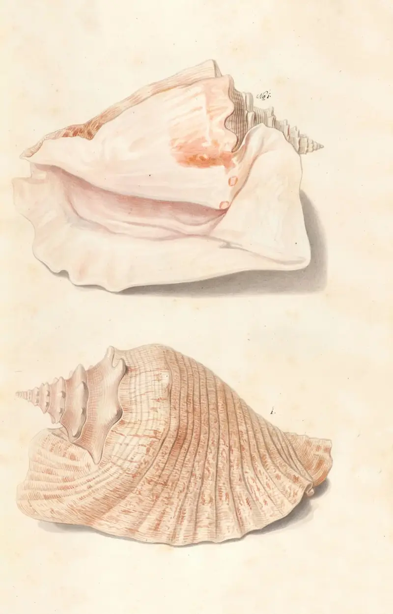 Snäckor ur hertigarna av Württembergs samling, pl. 22 av Johann Gustav Hoch
